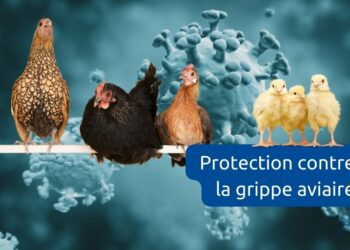 protection contre la grippe aviaire