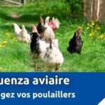 grippe aviaire