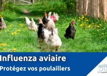 grippe aviaire