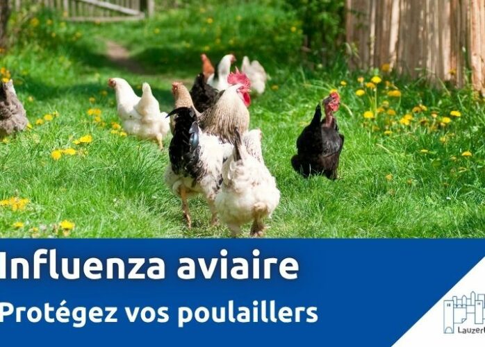 grippe aviaire