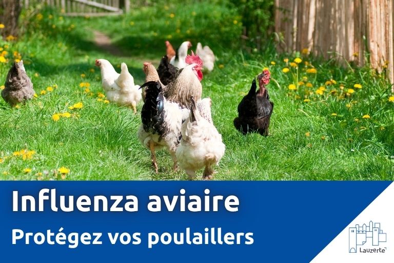 grippe aviaire